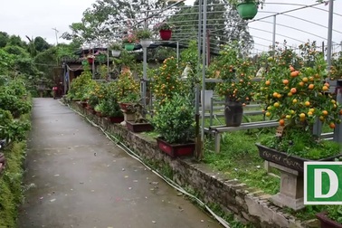 Quất ghép trên cây cần thăng cho vẻ đẹp độc đáo