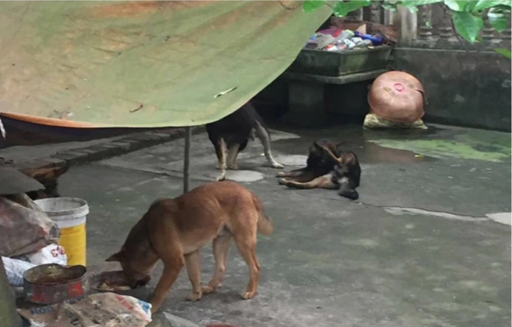 Tiếng thét đau đớn của trẻ nhỏ bị chó cắn chết - 2 Tiếng thét đau đớn của trẻ nhỏ bị chó cắn chết - 2
