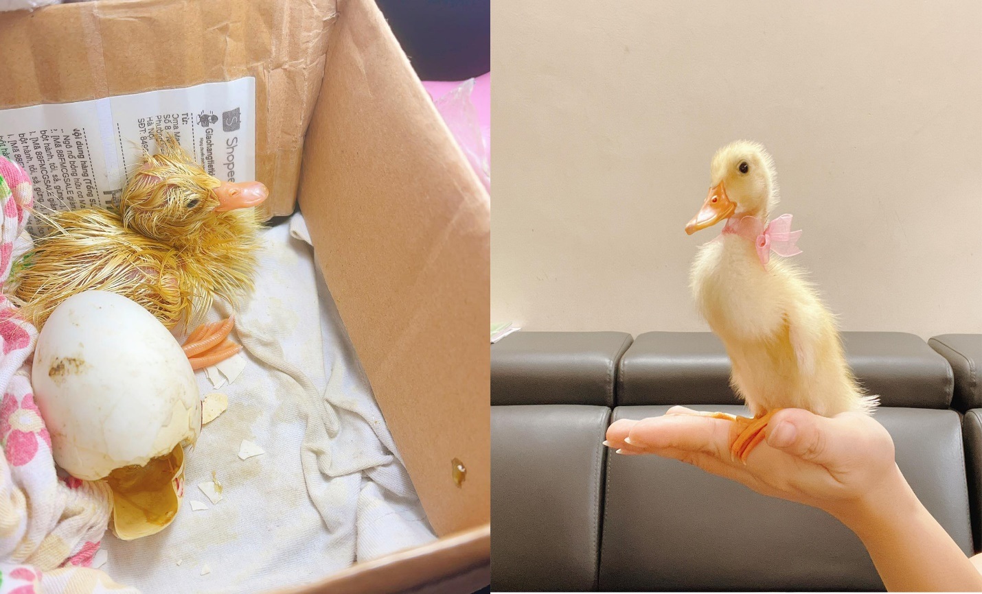 Trào lưu ấp trứng, nuôi vịt làm thú cưng cho con trong mùa dịch - 3