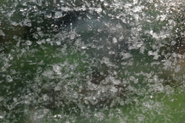 Nọc ong làm kem dưỡng da: Đắt gấp 8 lần vàng