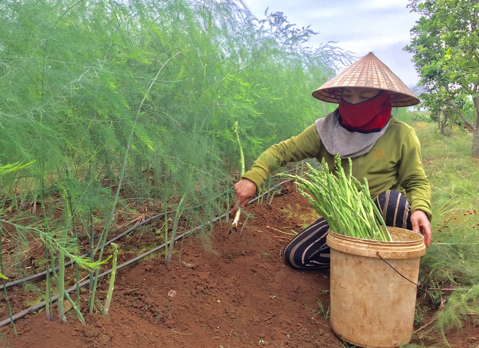 Gia đình chị Nguyễn Thị Tâm, thành viên HTX nông nghiệp xã Tây Hiếu thị xã Thái Hòa thu hoạch măng tây xanh. Gia đình chị Nguyễn Thị Tâm, thành viên HTX nông nghiệp xã Tây Hiếu thị xã Thái Hòa thu hoạch măng tây xanh.