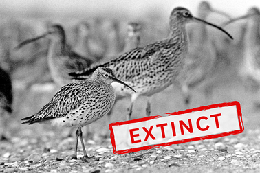 Lần đầu tiên trong lịch sử, một loài chim di cư chính thức bị tuyệt chủng