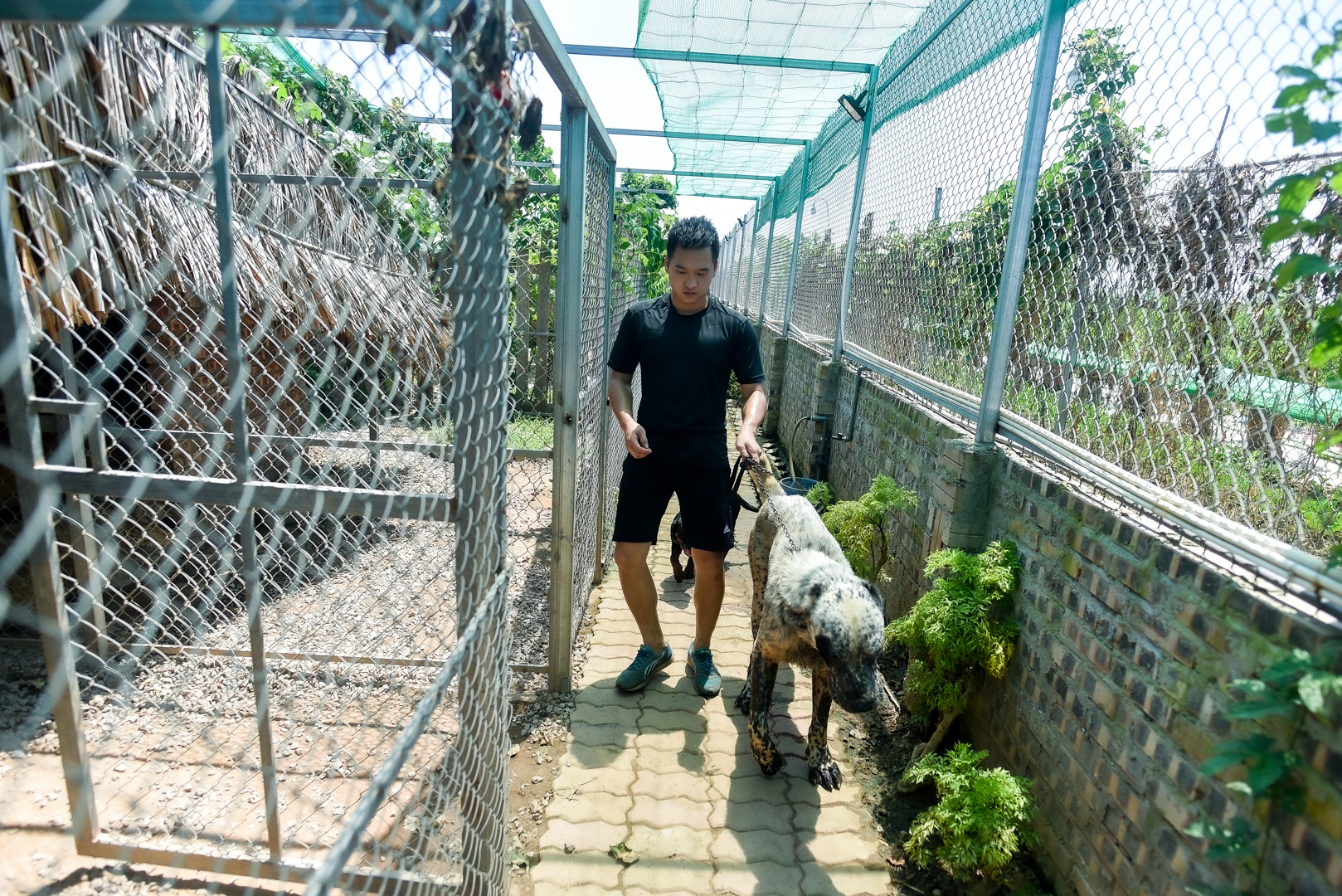 9x cực nhọc chống nóng cho đàn chó khổng lồ giá hàng trăm triệu đồng - 1 9x cực nhọc chống nóng cho đàn chó khổng lồ giá hàng trăm triệu đồng - 1