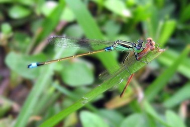 Chuồn chuồn kim: thế giới của sắc màu 