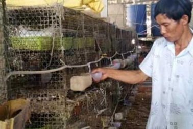 Am hiểu bồ câu Pháp, bỏ túi 20 triệu đồng/tháng