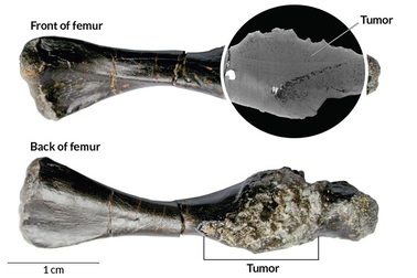 Phát hiện trường hợp ung thư xương hiếm gặp ở tổ tiên loài rùa các đây 240 triệu năm
