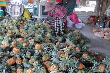 Thu nhập vài trăm triệu mỗi năm nhờ trồng dứa