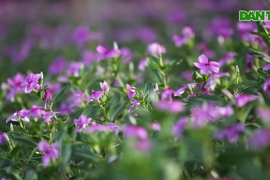 Cảnh sắc trong veo, say đắm lòng người của mùa thu Hà Nội