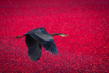 Cánh đồng nhuộm đỏ màu việt quất trong ngày mùa thu hoạch