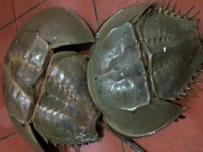 Sam biển bổ dưỡng nhưng không phải ai cũng nên ăn - 1 Sam biển bổ dưỡng nhưng không phải ai cũng nên ăn - 1