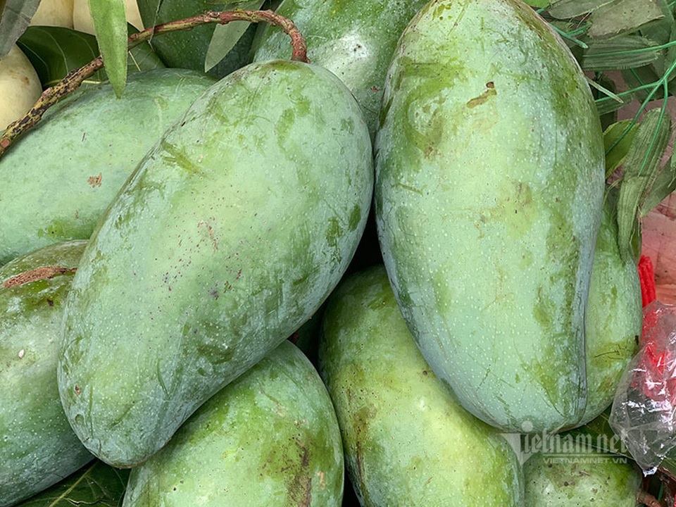 Xoài khổng lồ xuất hiện tràn khắp chợ Hà Nội - 1 Xoài khổng lồ xuất hiện tràn khắp chợ Hà Nội - 1