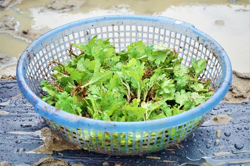 Nông dân đội mưa xuống giống hoa, vừa trồng vừa lo lụt, mất Tết - 4 Nông dân đội mưa xuống giống hoa, vừa trồng vừa lo lụt, mất Tết - 4