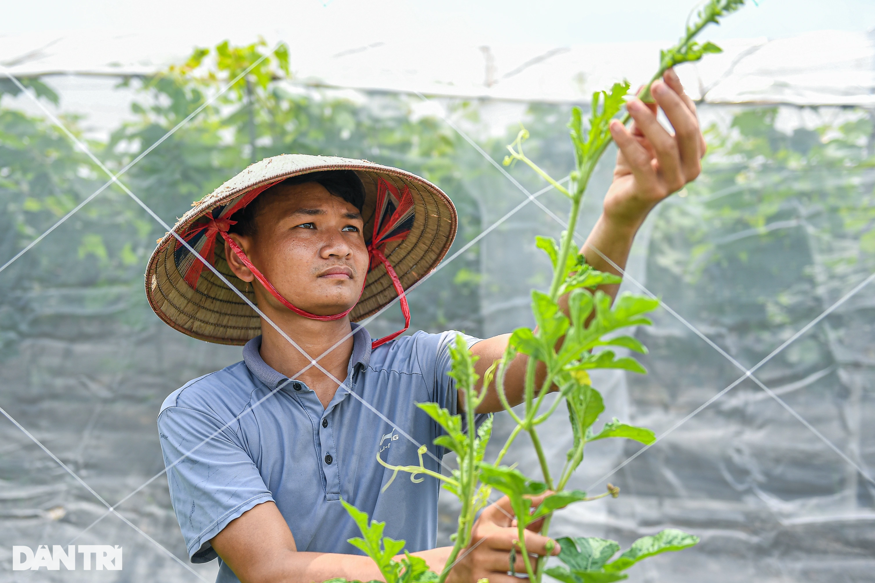 9X Hà Nội cầm 10 triệu đồng, liều lĩnh trồng nho không hạt thu lời tiền tỷ - 1 9X Hà Nội cầm 10 triệu đồng, liều lĩnh trồng nho không hạt thu lời tiền tỷ - 1