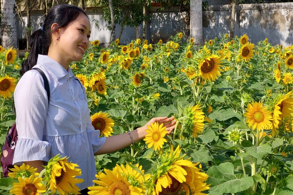 Vườn hướng dương 2.000m2 rực rỡ trong ngôi chùa độc đáo ở Sóc Trăng - 3 Vườn hướng dương 2.000m2 rực rỡ trong ngôi chùa độc đáo ở Sóc Trăng - 3