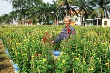 Chiêm ngưỡng những vườn cúc khoe sắc trước Tết