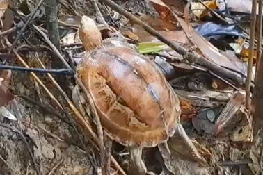 Rùa hộp trán vàng quý hiếm bò vào nhà dân ở Thừa Thiên Huế