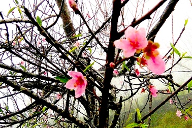 Hoa đào bung nở tuyệt đẹp mang Tết Đinh Dậu đến sớm