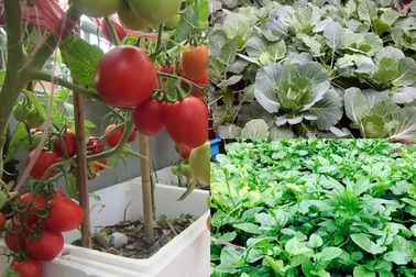 Mảnh ruộng 40m2 sân thượng: "Nông dân" đường phố yên tâm tiền sắm Tết