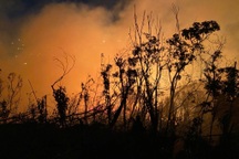 Cháy rừng nhiều giờ ở Quảng Ninh