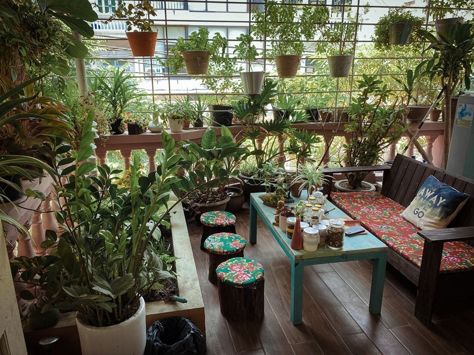 Khu vườn “sống ảo” vạn người mê của chàng trai “nghiện cây” ở Hà Nội - 8 Khu vườn “sống ảo” vạn người mê của chàng trai “nghiện cây” ở Hà Nội - 8
