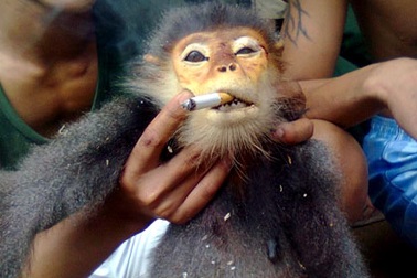 Đã bắt được đối tượng trực tiếp giết voọc quý 