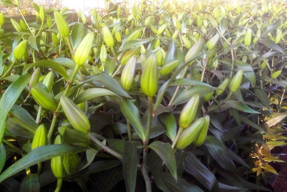 Bỏ việc về quê làm nông dân, chàng trai lãi ròng 500 triệu đồng/năm - 2 Bỏ việc về quê làm nông dân, chàng trai lãi ròng 500 triệu đồng/năm - 2