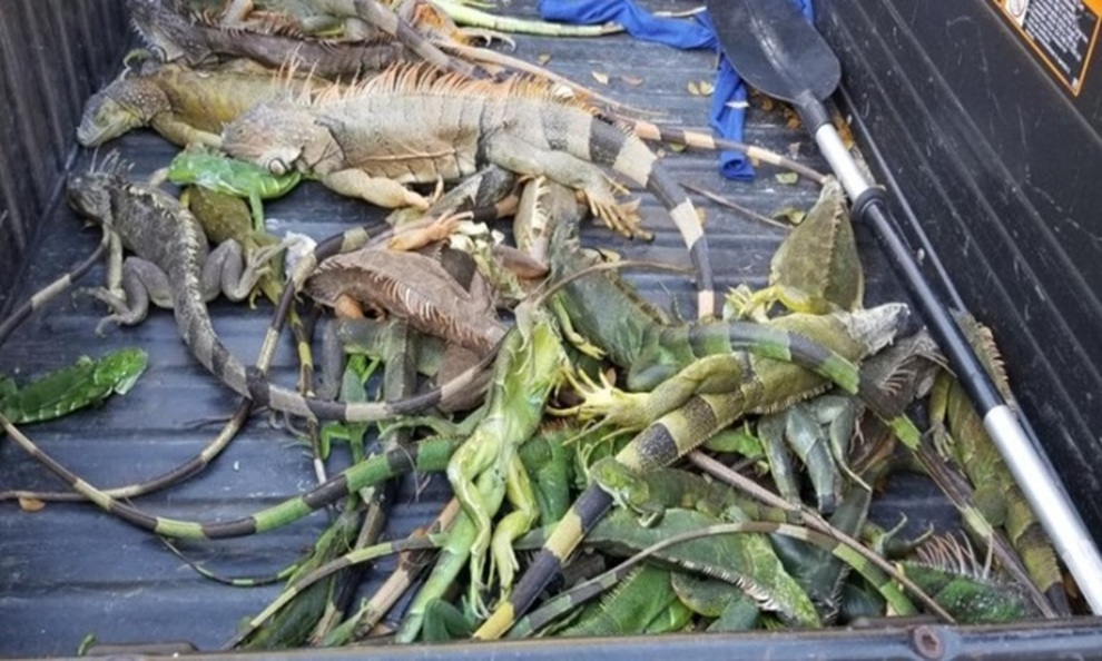 Giá rét bất thường khiến rồng xanh đông cứng vì lạnh, rơi xuống đất như mưa - 2