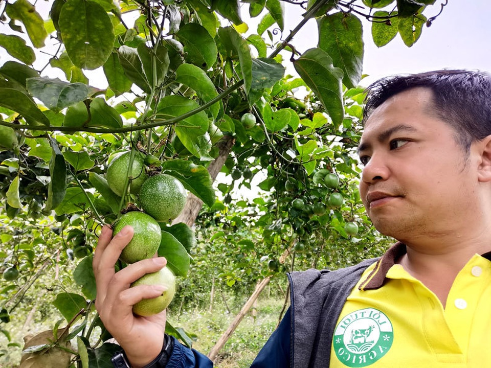 Chuyện lạ Tây Bắc: Chanh mà lại ngọt, quả vàng treo khắp núi đồi thu về tiền tỷ - 4 Chuyện lạ Tây Bắc: Chanh mà lại ngọt, quả vàng treo khắp núi đồi thu về tiền tỷ - 4