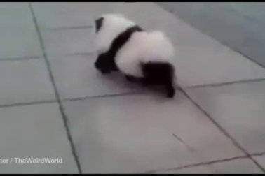 Đoạn video quay cảnh một chú “gấu chó” đi dạo đang gây sốt trên mạng xã hội