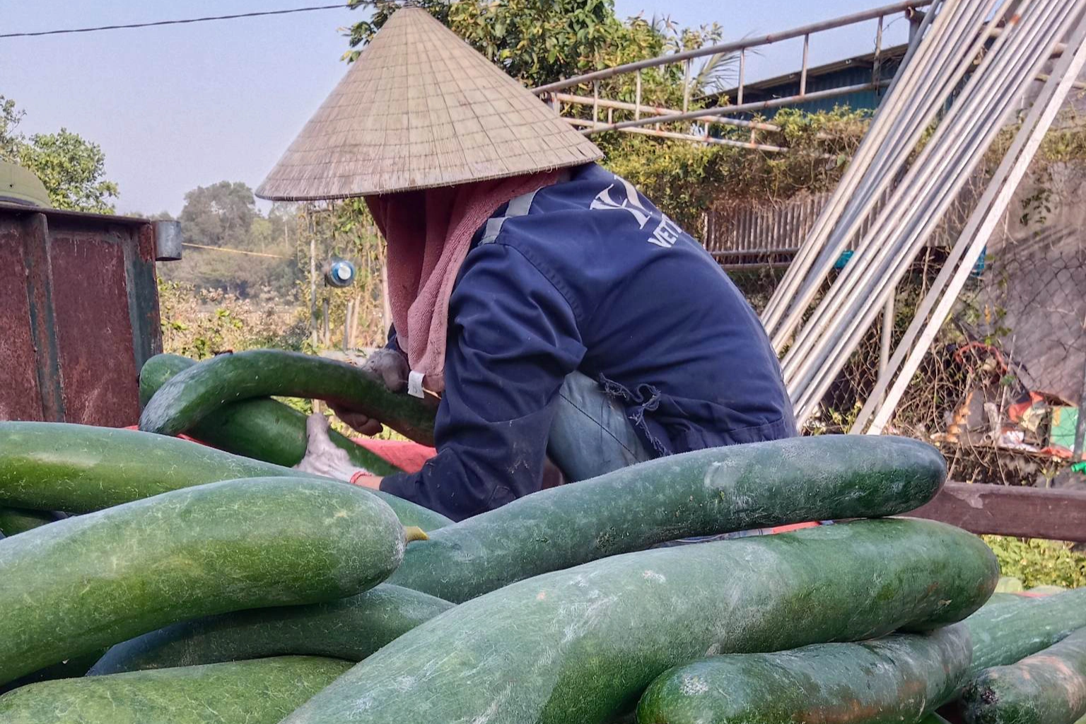 Người đàn ông cãi trời, trồng loại quả hái một xe rùa thu cả triệu đồng - 5 Người đàn ông cãi trời, trồng loại quả hái một xe rùa thu cả triệu đồng - 5