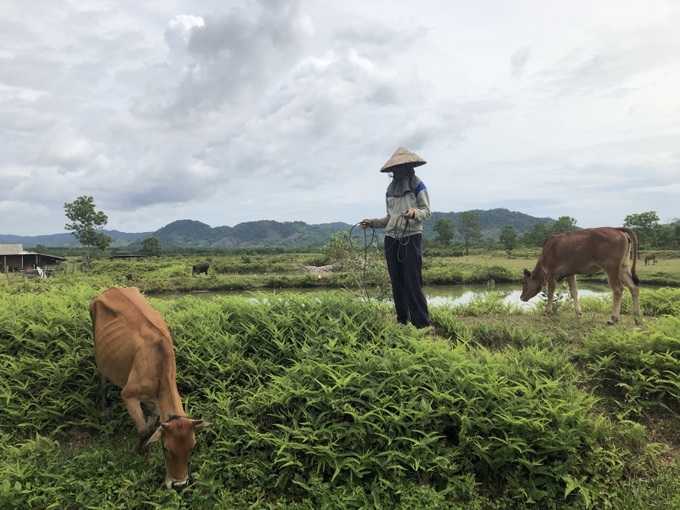 Mô hình sinh kế tại huyện nghèo A Lưới