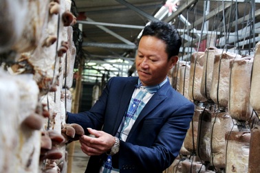 Gặp "vua nấm", từng mang hàng đi khắp chợ chẳng ai thèm mua