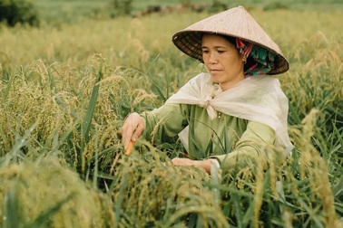 Việt Nam tươi đẹp trong những khuôn hình xanh mướt mắt