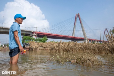 Hàng nghìn gốc đào ở Nhật Tân, Phú Thượng ngập úng chết hàng loạt