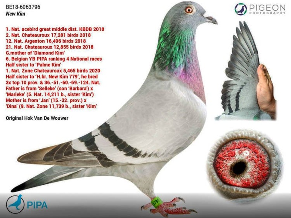 Chim bồ câu đắt nhất thế giới, giá 35 tỷ đồng, còn có cả vệ sĩ riêng - 1 Chim bồ câu đắt nhất thế giới, giá 35 tỷ đồng, còn có cả vệ sĩ riêng - 1
