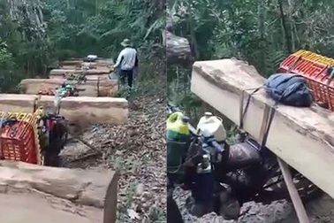 Mật phục bắt giữ đoàn “lâm tặc” đang khai thác, vận chuyển gỗ trái phép