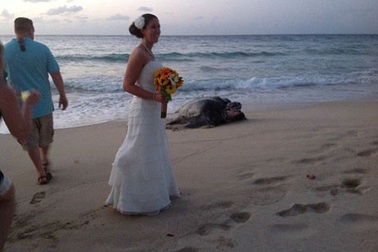 Rùa biển khổng lồ đẻ trứng ngay tại lễ cưới