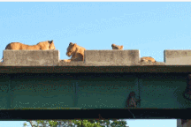 Khỉ đầu chó ẩn nấp dưới gầm cầu để né tránh sư tử như phim hành động