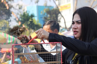 Chim phóng sinh vừa thoát khỏi lồng đã… ngã quỵ