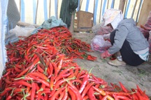 1 kg ớt tươi đắt hơn 1 kg thịt heo