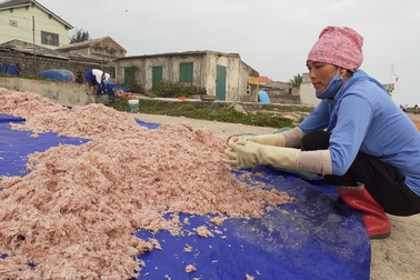 Trúng mẻ ruốc biển, ngư dân kiếm cả chục triệu đồng mỗi ngày