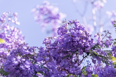 Cảnh sắc lãng mạn, đẹp như cổ tích ở Đà Lạt mùa phượng tím