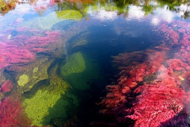 Kỳ lạ dòng sông “ngũ sắc” độc đáo nhất thế giới