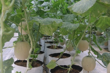 “Hồi sinh” vùng đất đồi bằng trồng dưa lưới công nghệ cao