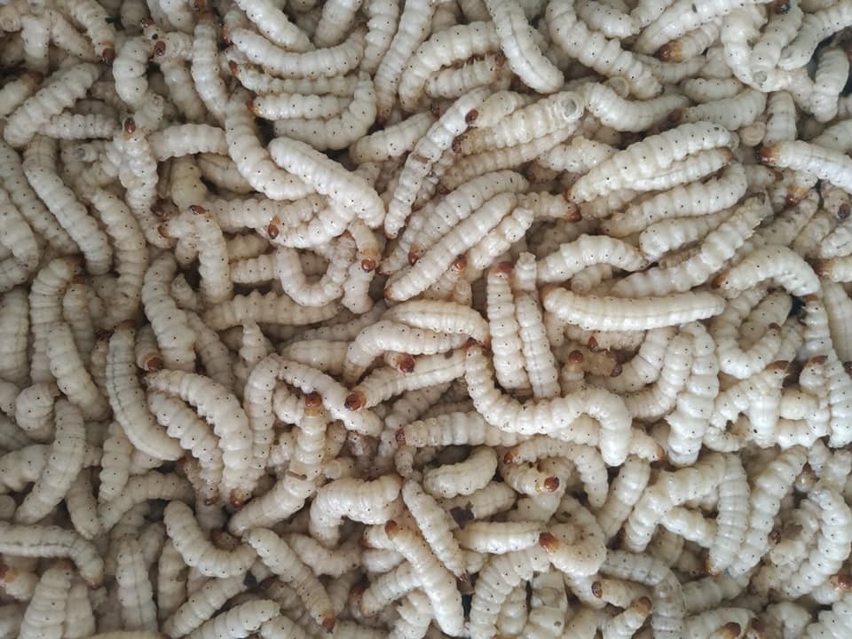 Bào ngư đông lạnh Trung Quốc gắn mác đồ Hàn bán cho dân Việt - 3 Bào ngư đông lạnh Trung Quốc gắn mác đồ Hàn bán cho dân Việt - 3