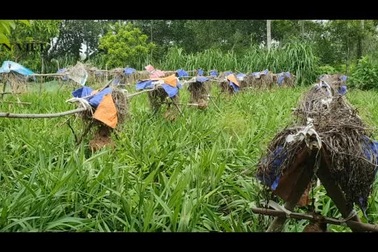 Mô hình nuôi ong vò vẽ ở Nghĩa Thuận, Thái Hòa (Nghệ An) của anh Nguyễn Văn Thành.