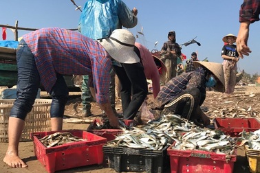 Thanh Hóa: “Xông” biển đầu năm từ 2h sáng, ngư dân trúng đậm cá