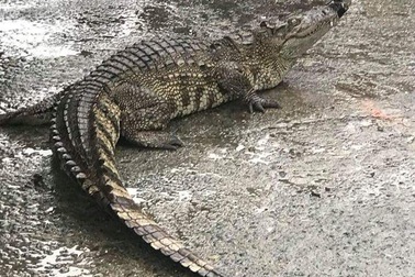 Cá sấu bò lồm cồm giữa chợ