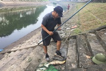 Dân câu kiếm cá sông Tô Lịch "dễ như đi chơi"