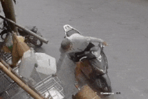 Thanh niên sành điệu đi xe ga, trộm chuồng chó khiến cộng đồng mạng bức xúc